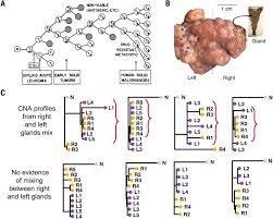Mathematician, professor of science and engineering of biosystems at the basel branch of the swiss federal institute of technology in zurich, this german scientist is a specialist in the evolution of. Phylodynamics For Cell Biologists Science