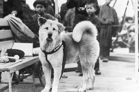 News & interviews for hachiko: Hachiko Der 85 Todestag Odersomagazin