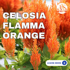 Image result for Celosia