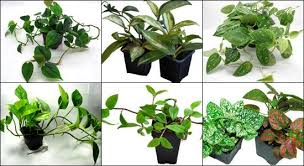Vivarium Vines Trailing Plants For 36x18x24 Enclosure Terrariums Kits Plants Live Plants