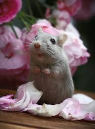 Pin By Scott Klinn On Animals Animals Cute Animals Animals Beautiful