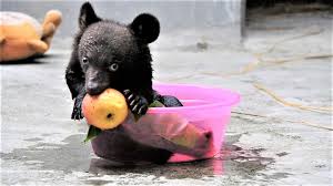 May 17, 2011 · sedating large animals is nothing new to richards, who has captured bears for the past 38 years. Terrified Cub Among 100 Animals Rescued From Chinese Bear Bile Farm Euronews