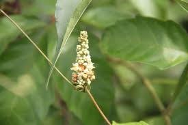 Image result for Paullinia pinnata