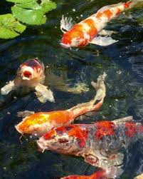 I continually worked on it throughout my teen years and when koi started appearing in the local pet stores, i purchased several in 1983 and. When And Why To Stop Feeding Your Koi Fish In Winter Alabama Aquarium Pond Services Inc