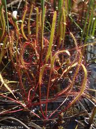 Image result for Nesaea linearis