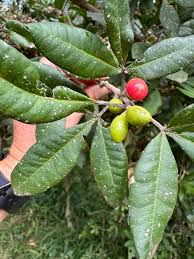 Image result for Vepris gerrardii