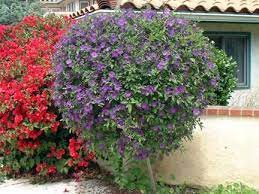 Plantfiles Pictures Blue Potato Bush Paraguay Nightshade Blue Lycianthes Lycianthes Rantonnei 10 By Eloopj Plants For Planters Blue Potatoes Lantana Tree