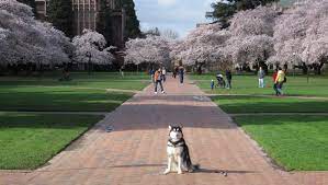 Pin On Cherry Blossoms Uw