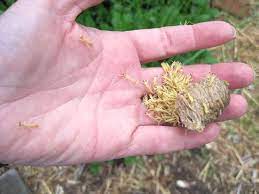 Tywkiwdbi Tai Wiki Widbee Praying Mantises Hatch Praying Mantis Pray Bugs And Insects