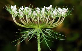 Image result for Corycium