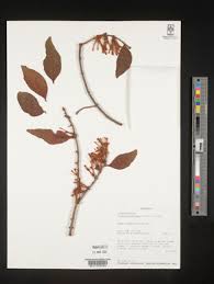 Image result for Helixanthera verruculosa