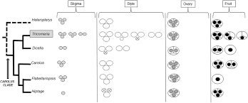 Image result for Flabellariopsis acuminata
