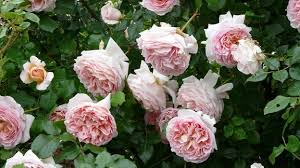 It is also important that there are still two buds after the pruning back. Rosen Im Garten Und Auf Dem Balkon Mdr De