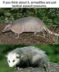 Pin By Larky On Funny In 2020 Funny Animal Memes Animal Memes Funny Animals