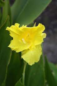 Pin On Plants And Gardening