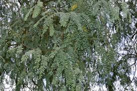 Image result for Prosopis glandulosa