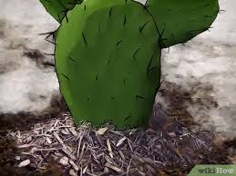 In addition, prickly pears, also known as i've had prickly pear cacti in my landscape for many decades. 3 Ways To Grow Prickly Pears Wikihow