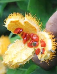 Image result for Momordica foetida