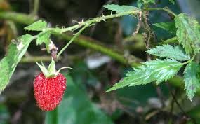 Image result for Rubus rosifolius