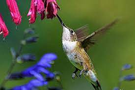 Below are hummingbird flowers that will attract hummingbirds to your very own hummingbird garden. Hummingbird Garden Collection 6 Colorful Flowers 600 Seeds Easy Annuals For Any Zone Salvia Penste Hummingbird Garden Hummingbird Flowers Colorful Flowers