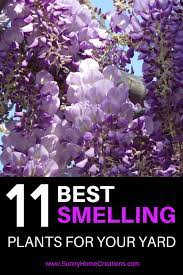 11 Best Smelling Plants For Your Yard Fragrant Plant Plants Cool Plants