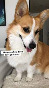 Aw That Lil Floof Corgi Funny Cute Corgi Corgi Memes