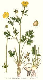 Pin By Kerry Brock On Weeds Botanical Illustrations Botanical Illustration Botanical Floral Art Botanical Illustration Vintage
