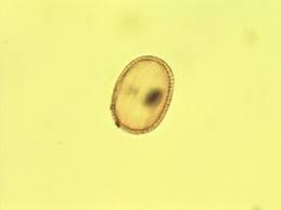 Image result for Aeschynomene cristata