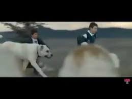 Turkish Shepherd Dogs Kangal Malakli Boz Yoruk Akbas Capar Ve Anadolu Coban Kopegi Youtube