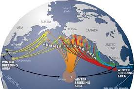 Splashdatamap Jpg 400 267 Whale Migration Whale Watching Boat Humpback Whale Migration