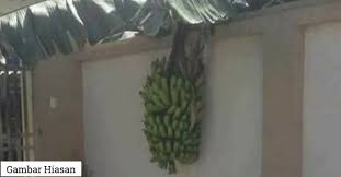 Kalau terjadi begini, boleh ikut tip dikongsi oleh mohd nor supaya pokok dapat dipulihkan. Bila Dahan Pokok Jiran Masuk Pagar Anda Ini Yang Anda Perlu Buat