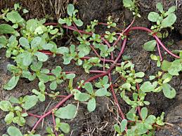 One of the keys to identifying purslane is its fleshiness. Purslane Forage For Health