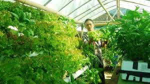 Bila ingin mulai berkebun di lahan sempit rumah ternyata tidak butuh biaya tinggi. Manfaatkan Lahan Sempit Untuk Berkebun Kh