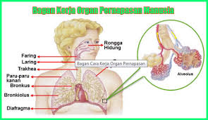 Maybe you would like to learn more about one of these? Kunci Jawaban Buku Siswa Kelas 5 Tema 2 Subtema 1 Halaman 16 17 18 19 20 Sanjayaops