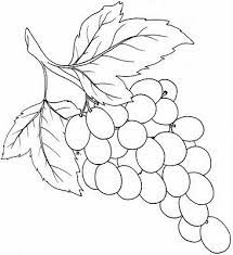 12 uvas en círculo sobre fondo negro. Grapes Vine Drawing Grape Drawing Grape Painting