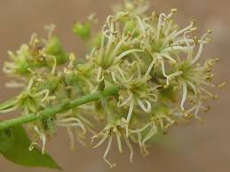 Image result for Combretum erythrophyllum