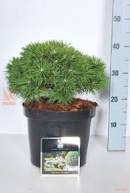 European mountain pine "Benjamin"