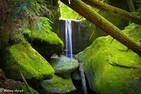 The area was designated as a national natural. Dismals Canyon Haleyville 2021 All You Need To Know Before You Go Tours Tickets With Photos Tripadvisor