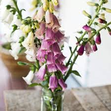 Oftentimes, because of their short life span, foxgloves are planted in succession, so that each season a set of foxglove blooms. Foxy Foxglove
