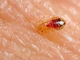 10 Bugs That Look Like Bed Bugs And How To Tell The Difference