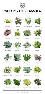 Succulents make some of the best houseplants. Free Printable 11 Succulent Collections In 2021 Types Of Succulents Plants Types Of Succulents Planting Succulents