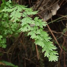 Image result for Adiantum vogelii