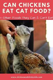 240 / 73 = 3.3. Can Chickens Eat Cat Food A High Protein Food Chicken Chicks Info