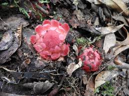 Image result for Thonningia