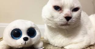 Rescue Cat With No Ears Loves Cuddling With His Toy That Looks Just Like Him Funny Animals Animals Cat Rescue
