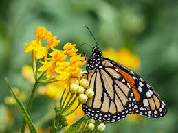 Hiberneaza in fluvii, alaturi de cega, in gropi adanci si cu fund tare. Criza Naturii Apocalipsa Insectelor Mai ComplicatÄƒ Decat S Ar Fi Crezut Forbes Ro