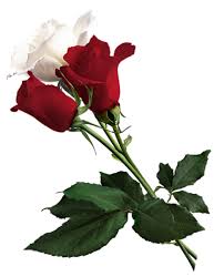 White And Red Roses Png Picture Beautiful Flowers Amazing Flowers Red Roses