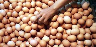 Maybe you would like to learn more about one of these? Harga Telur Ayam Anjlok Ke Rp 16 000 Peternak Di Lamongan Kelabakan Memontum Lamongan