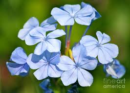 Maybe you would like to learn more about one of these? Light Blue Plumbago Flowers Photograph By Carol Groenen