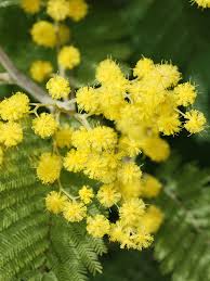 Image result for Acacia fleckii